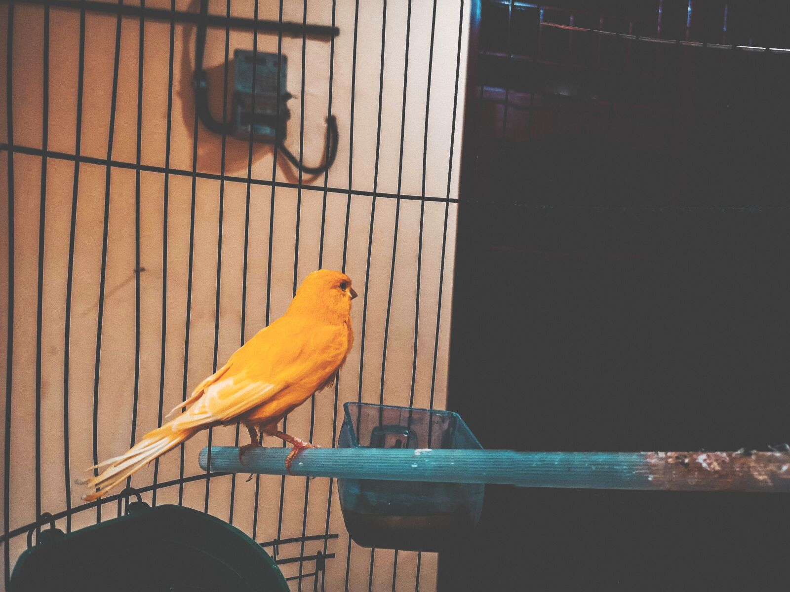 HUAWEI CLT-L29 sample photo. Cute, closeup, bird contest photography