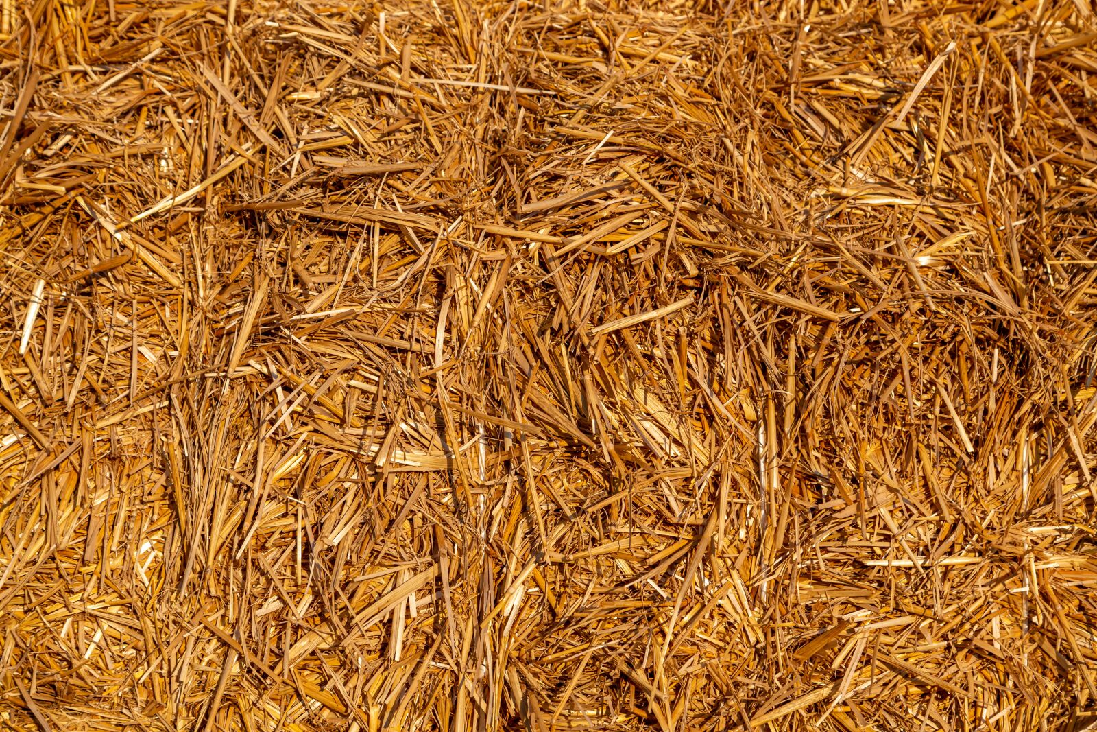 Canon EOS 6D + Canon EF 24-105mm F4L IS USM sample photo. Straw, dry, agriculture photography