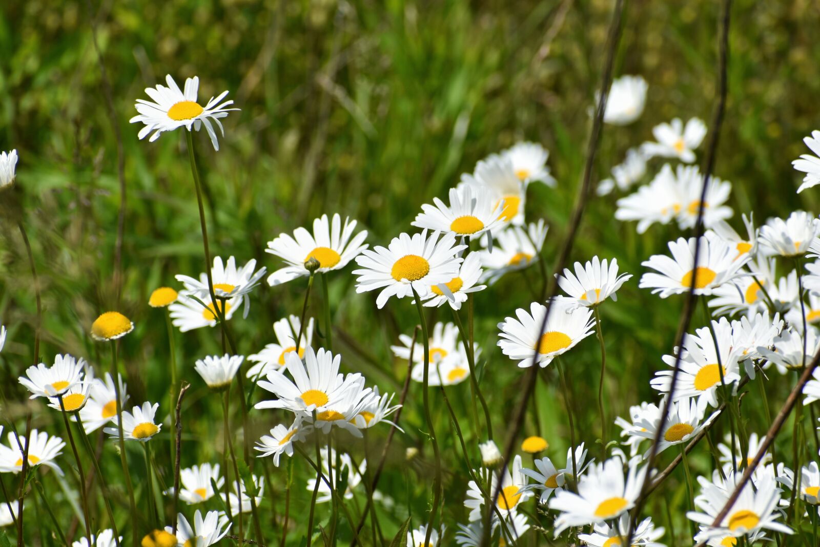 Nikon D7200 sample photo. Natural, landscape, plant photography