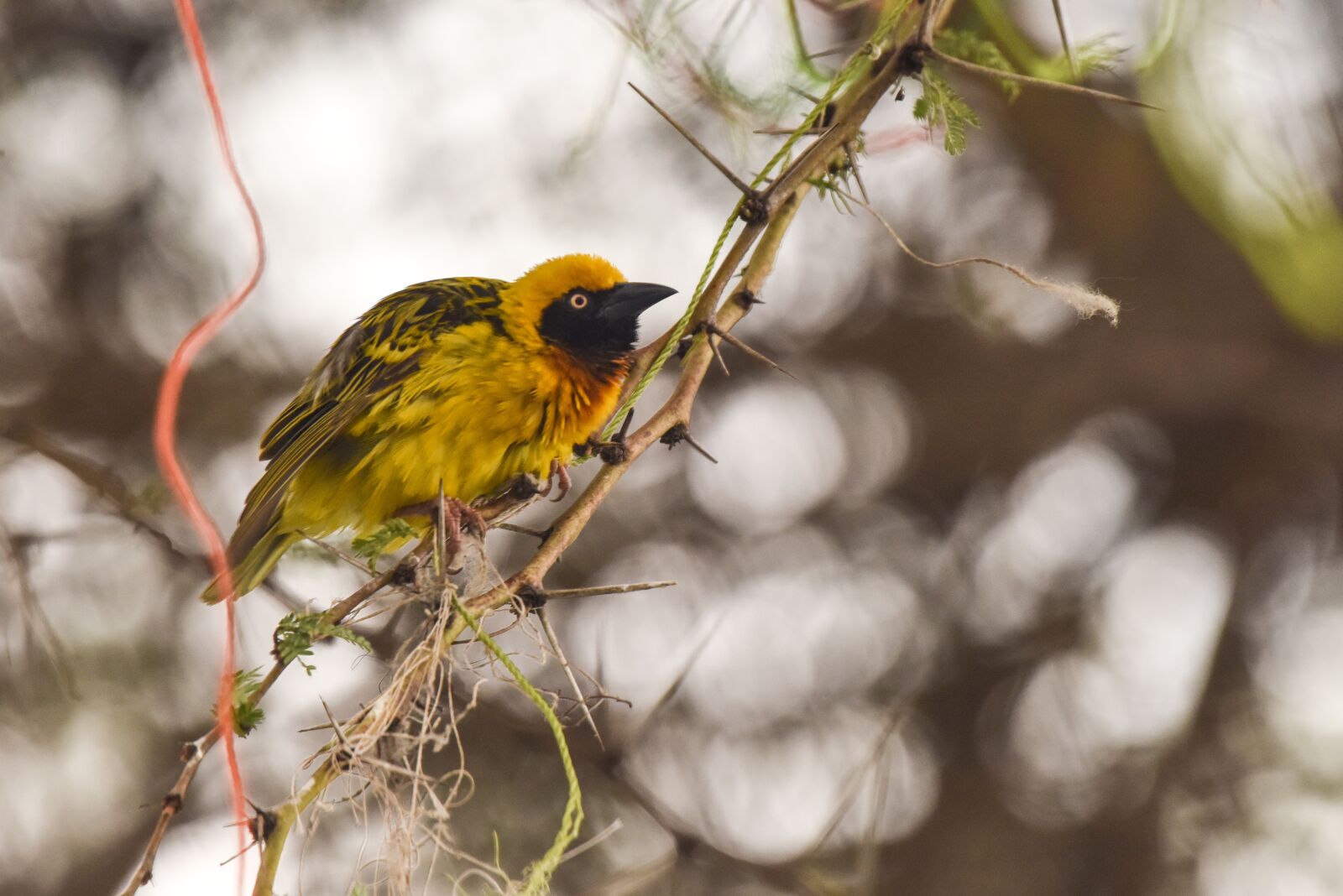 Nikon D810 sample photo. Bird, africa, safari photography
