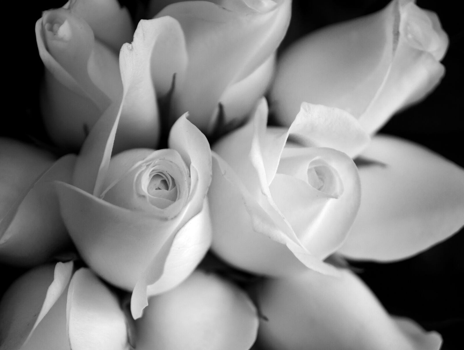 Sony Alpha NEX-F3 + Sony E 18-55mm F3.5-5.6 OSS sample photo. Emotion, roses, black and photography