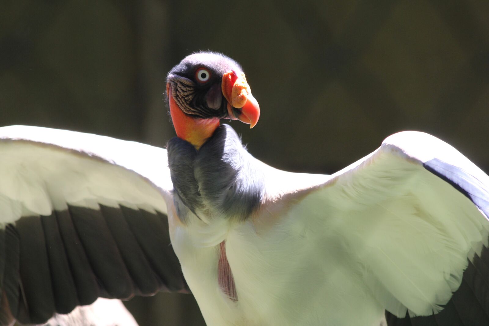 Canon EF 70-300mm F4-5.6 IS USM sample photo. Birds, nature, animal photography