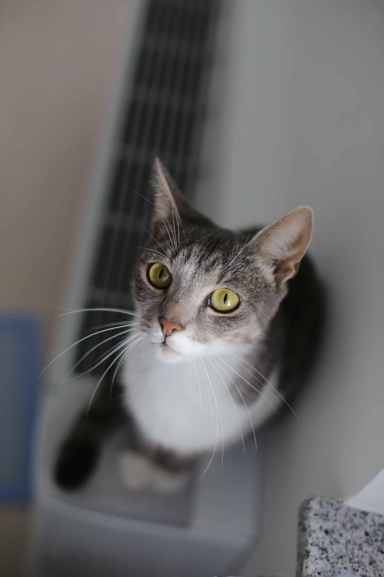 Canon EF 50mm F1.4 USM sample photo. Curious, grey, domestic cat photography