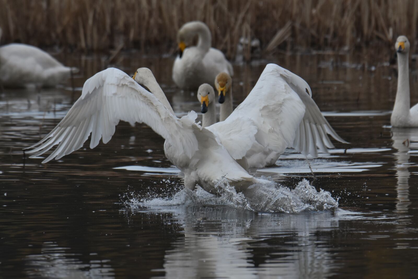 Nikon D7200 sample photo. Animal, lake, waterside photography
