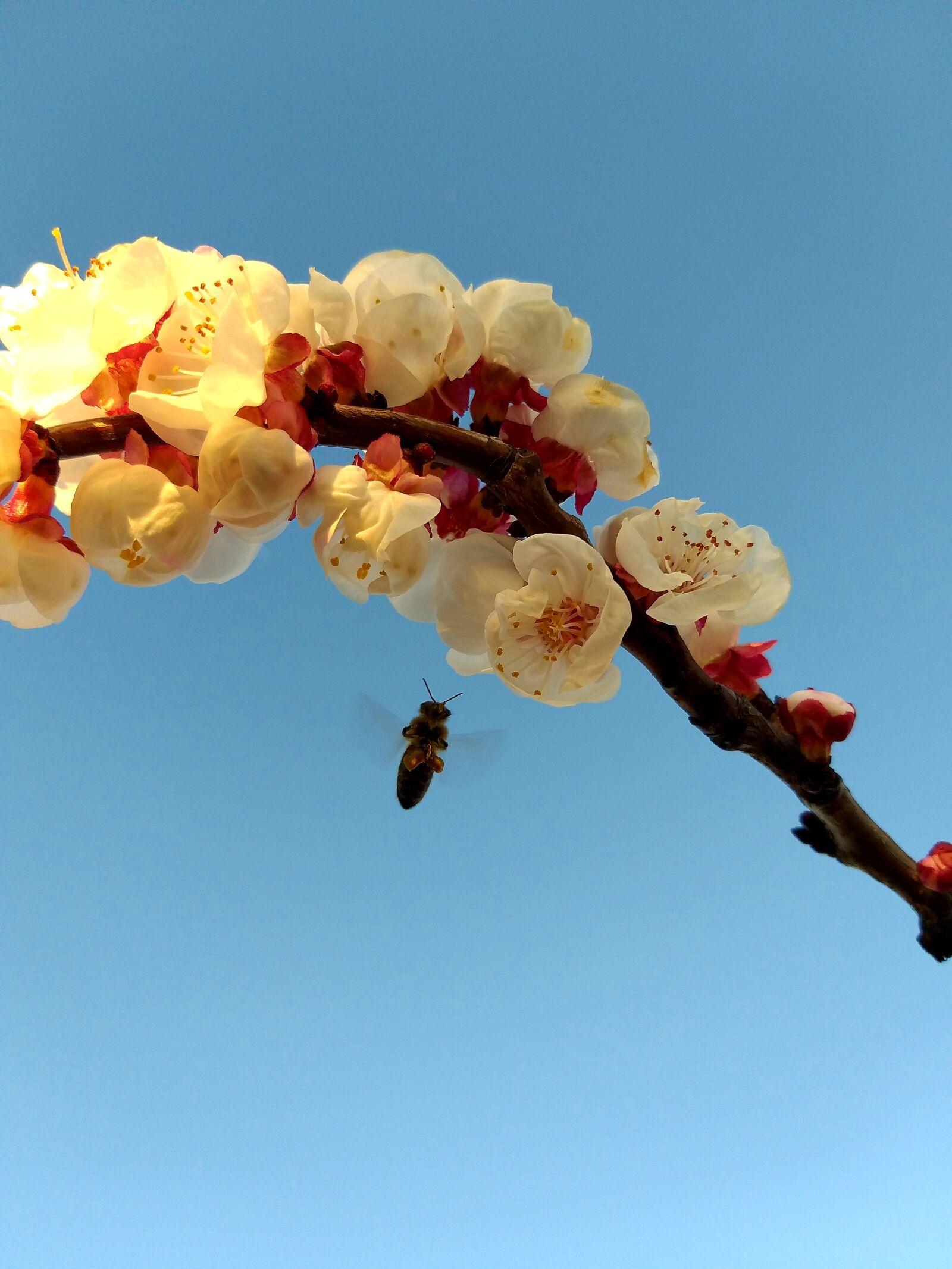 Samsung Galaxy A6+ sample photo. Bee, in, flight photography