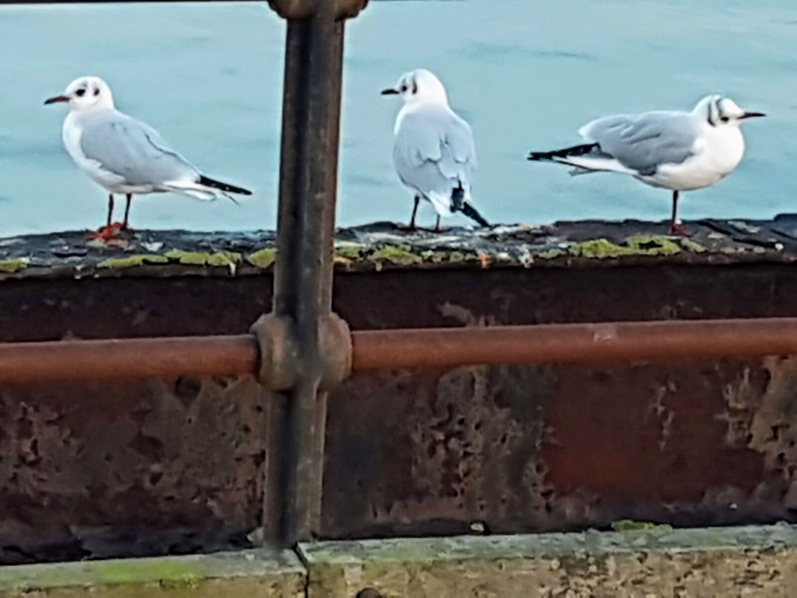 Samsung Galaxy S7 Edge sample photo. Seabirds, terns, gulls photography