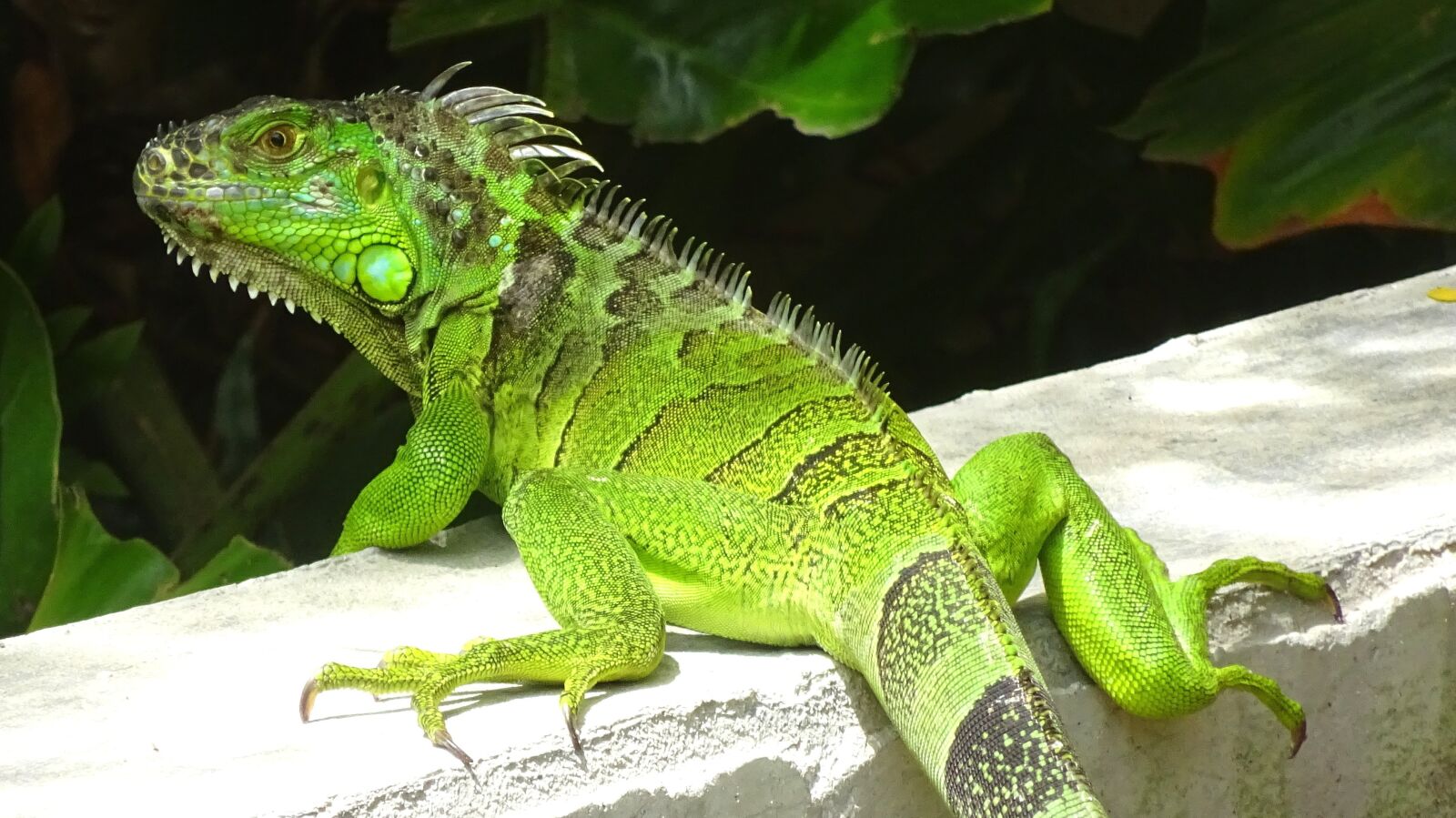 Sony Cyber-shot DSC-WX350 sample photo. Iguana, florida, green photography