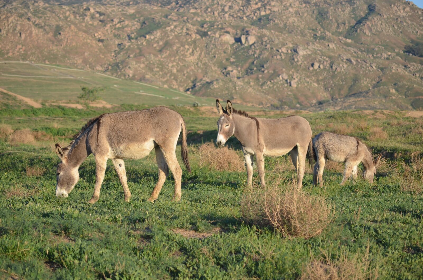 Nikon D5100 sample photo. Wild burro family, california photography