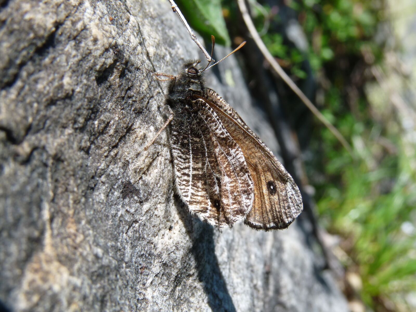 Panasonic Lumix DMC-FZ28 sample photo. Alpine grayling, butterfly, mimicry photography