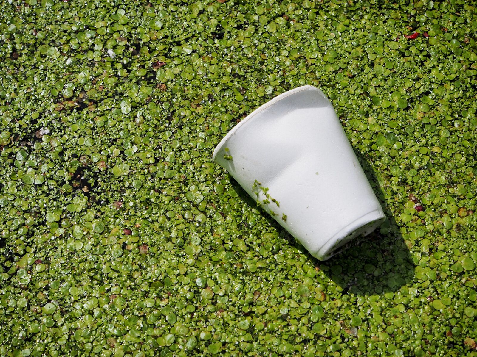 Olympus OM-D E-M5 sample photo. Waste, pollution, cup photography