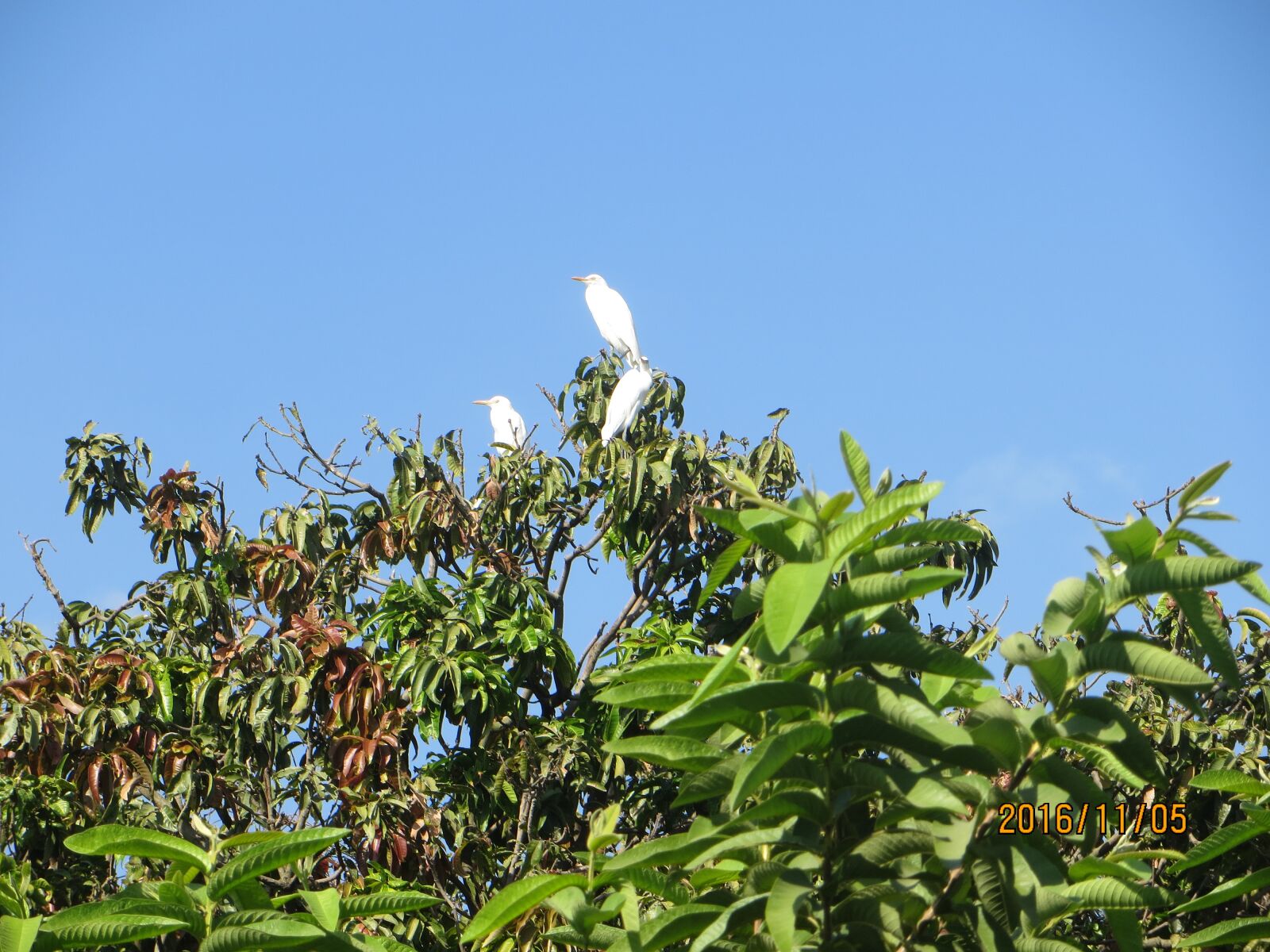 Canon PowerShot SX260 HS sample photo. Bird images, white birds photography