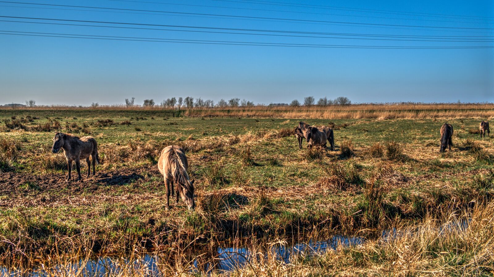 Fujifilm X-Pro3 sample photo. Horses, polder, animal world photography