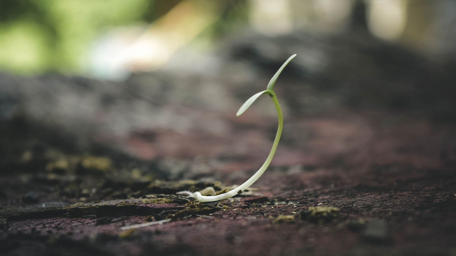 Nikon D5200 sample photo. Blur, close, up, focus photography