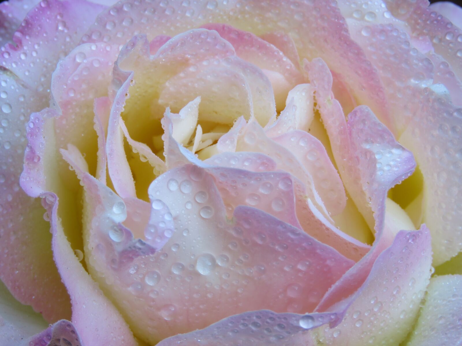 Canon PowerShot SX60 HS sample photo. Tea rose, roses, drops photography