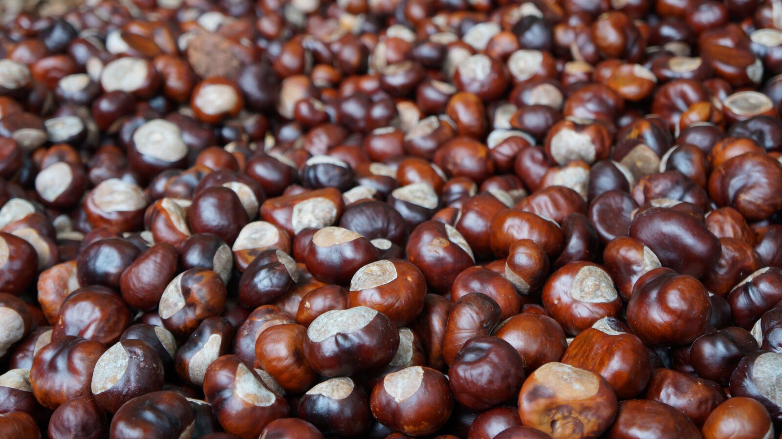 Sony Alpha a3000 sample photo. Chestnut, brown, horse chestnut photography
