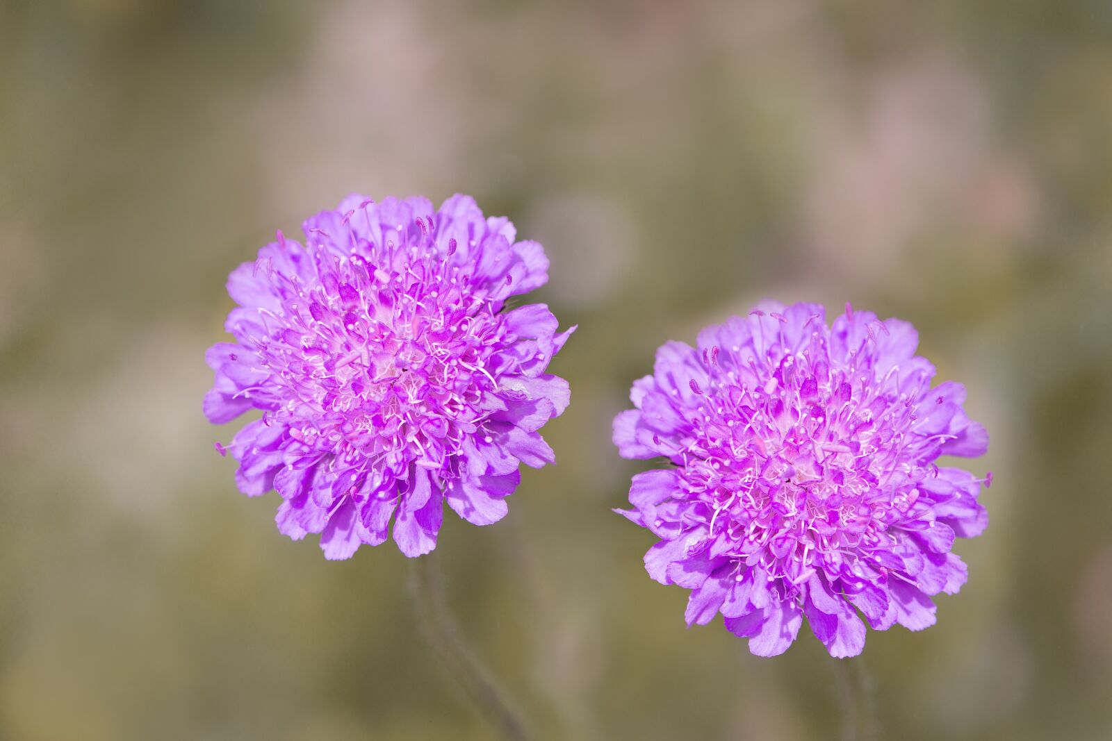 Nikon D7100 sample photo. Deaf-skabiose, scabiosa columbaria, caprifoliaceae photography