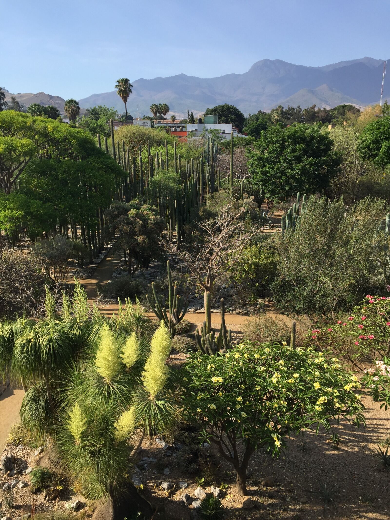 Apple iPhone 6 sample photo. Garden, plant, jardin, santo photography