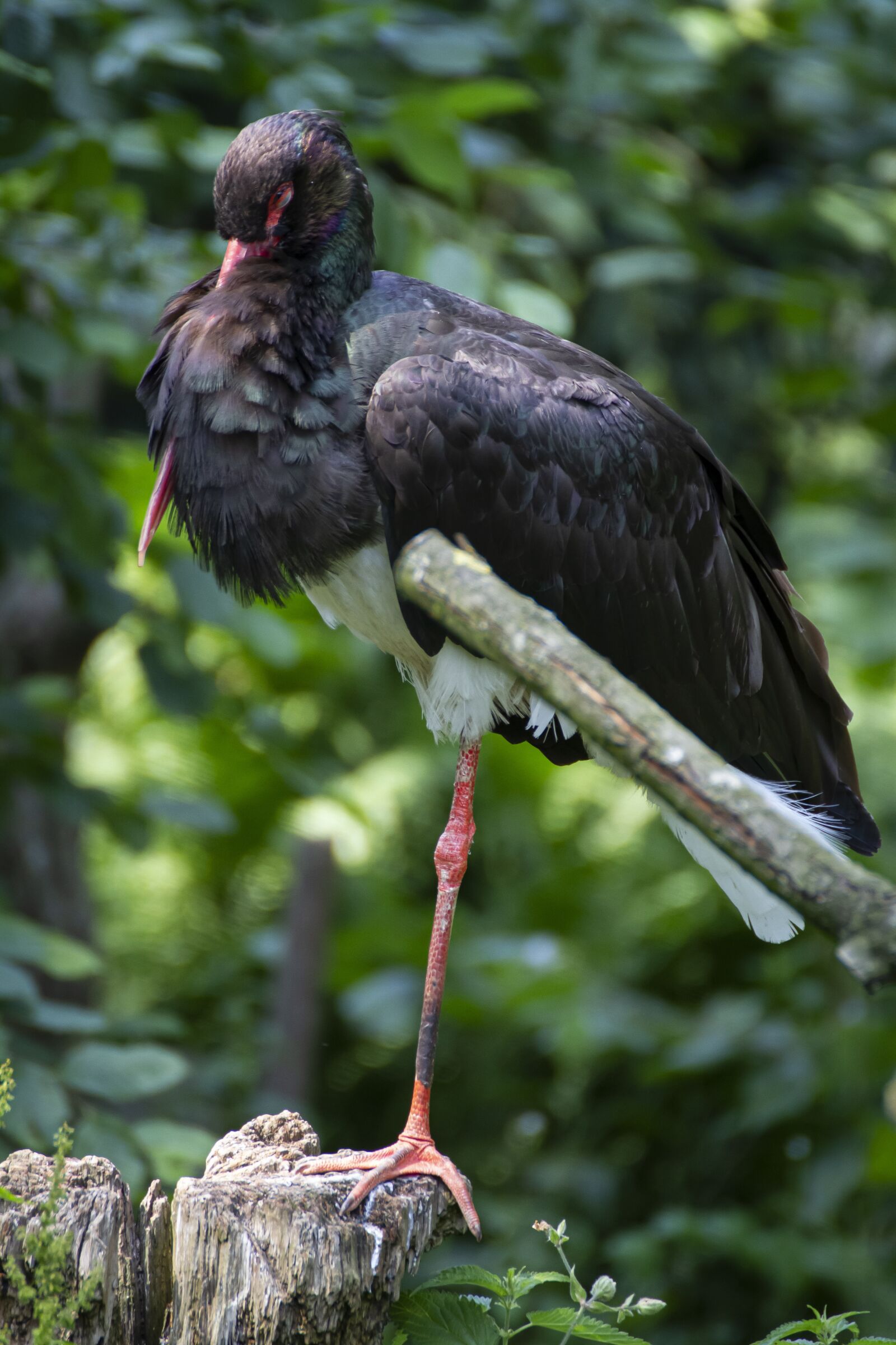 Canon EOS 7D sample photo. Black stork, bird, nature photography
