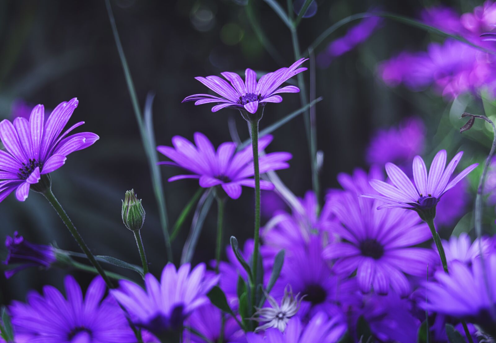 Nikon D3200 sample photo. Flowers, purple flower, purple photography