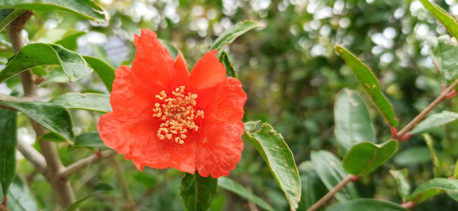 Xiaomi Redmi Note 8 Pro sample photo. Flower, red, green photography