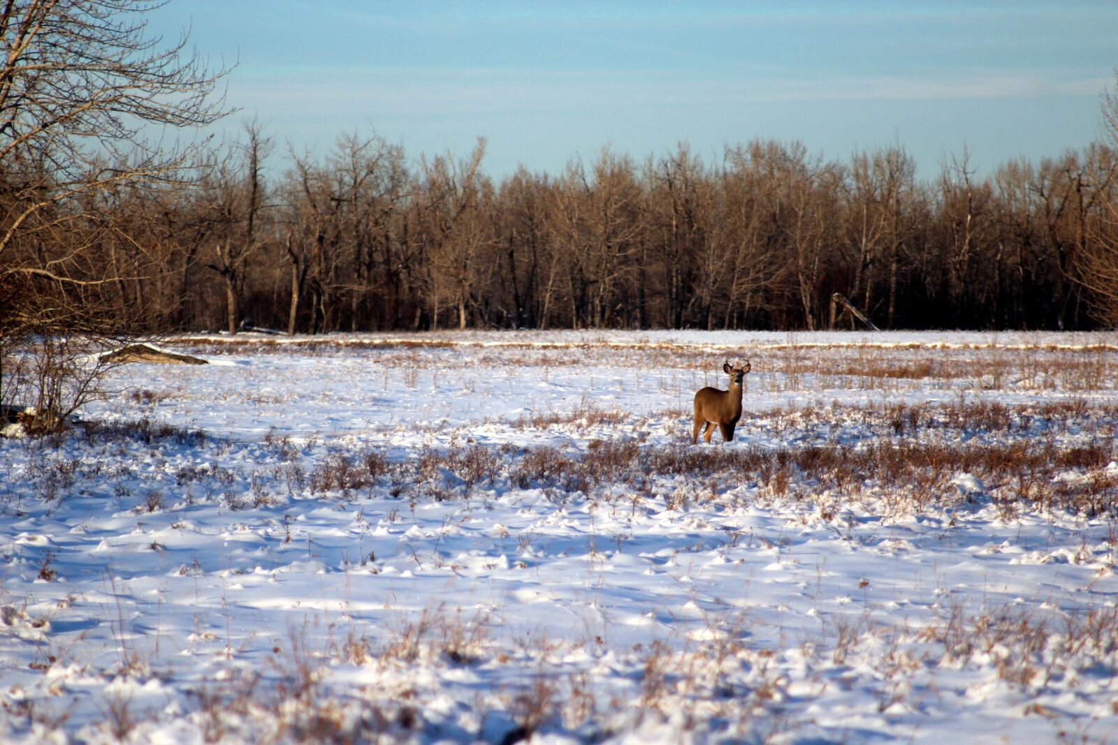 Canon EF 80-200mm f/4.5-5.6 USM sample photo. Winter, deer, wildlife photography