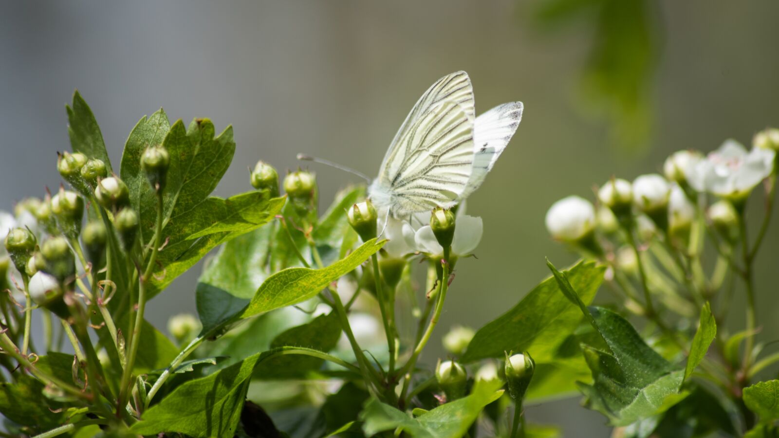 Nikon D750 sample photo. Butterfly, summer, nature photography