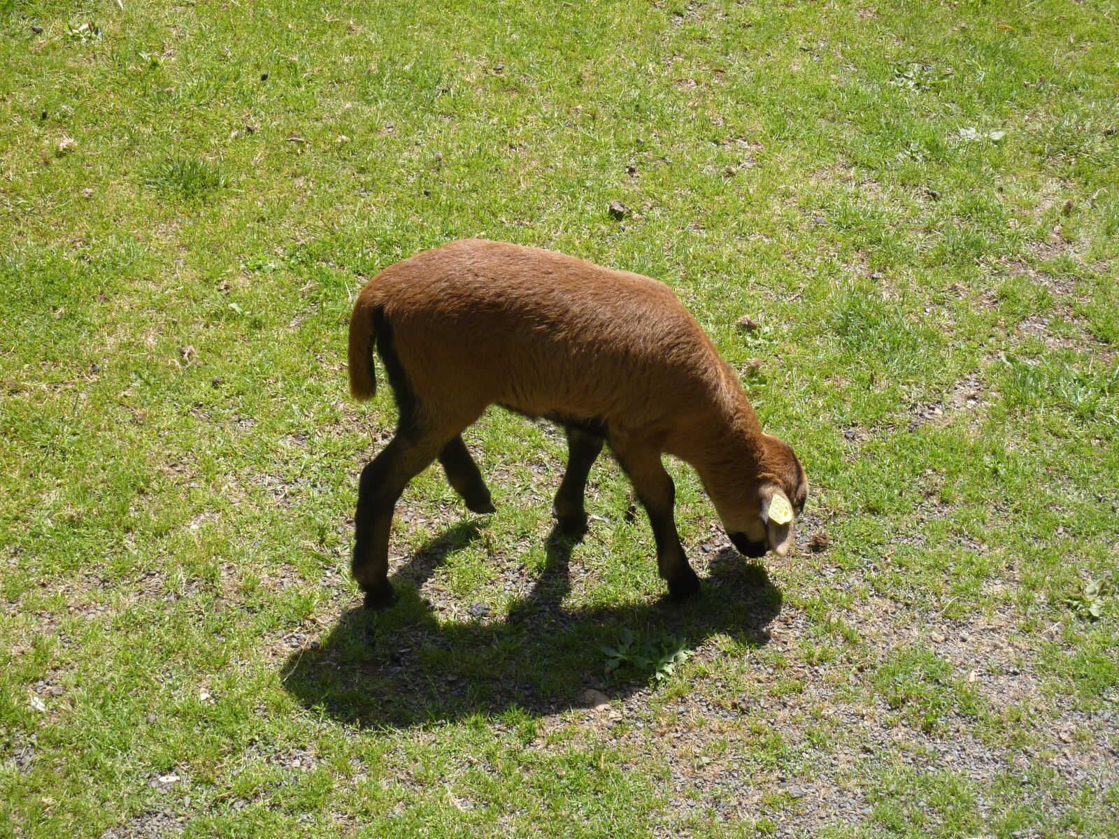 Panasonic DMC-TZ7 sample photo. Sheep, animal, nature photography
