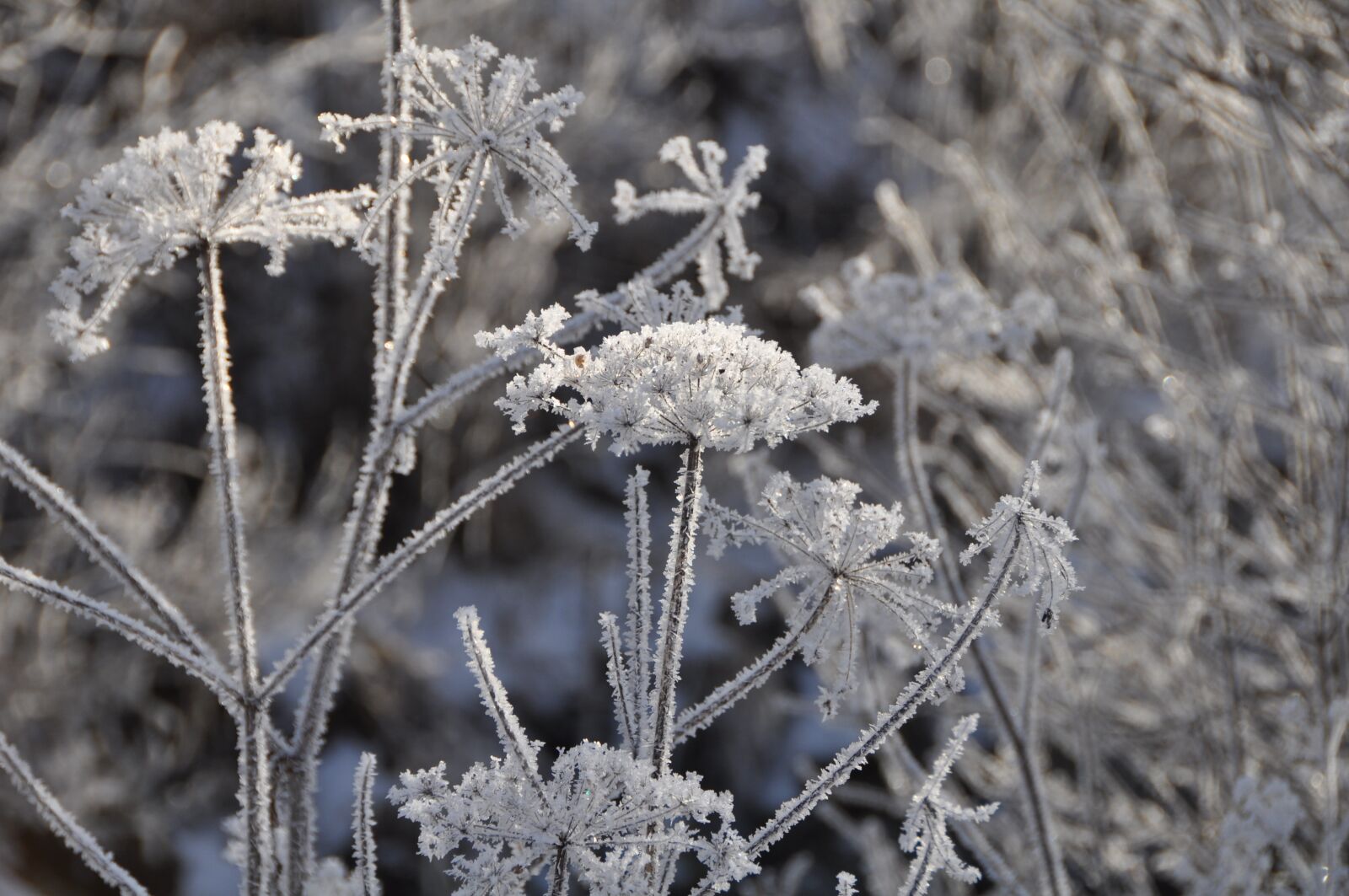 Nikon D90 sample photo. Nature, plant, flower photography