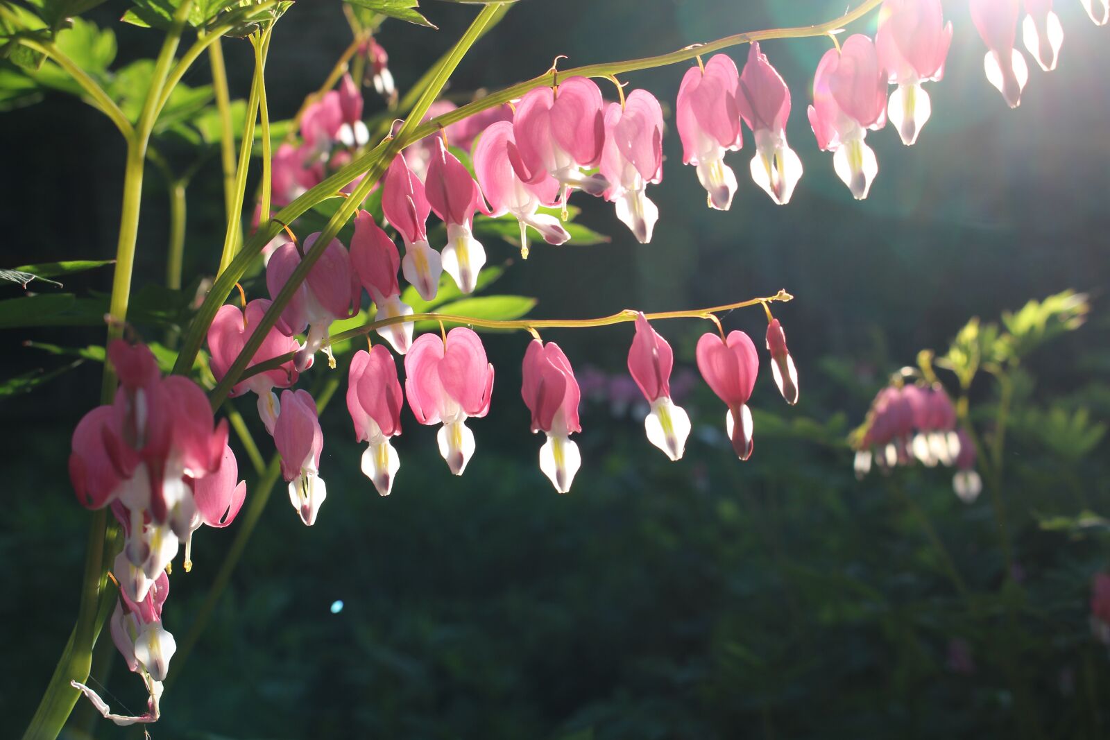 Canon EOS 100D (EOS Rebel SL1 / EOS Kiss X7) sample photo. Bleeding heart, flower, sunlight photography