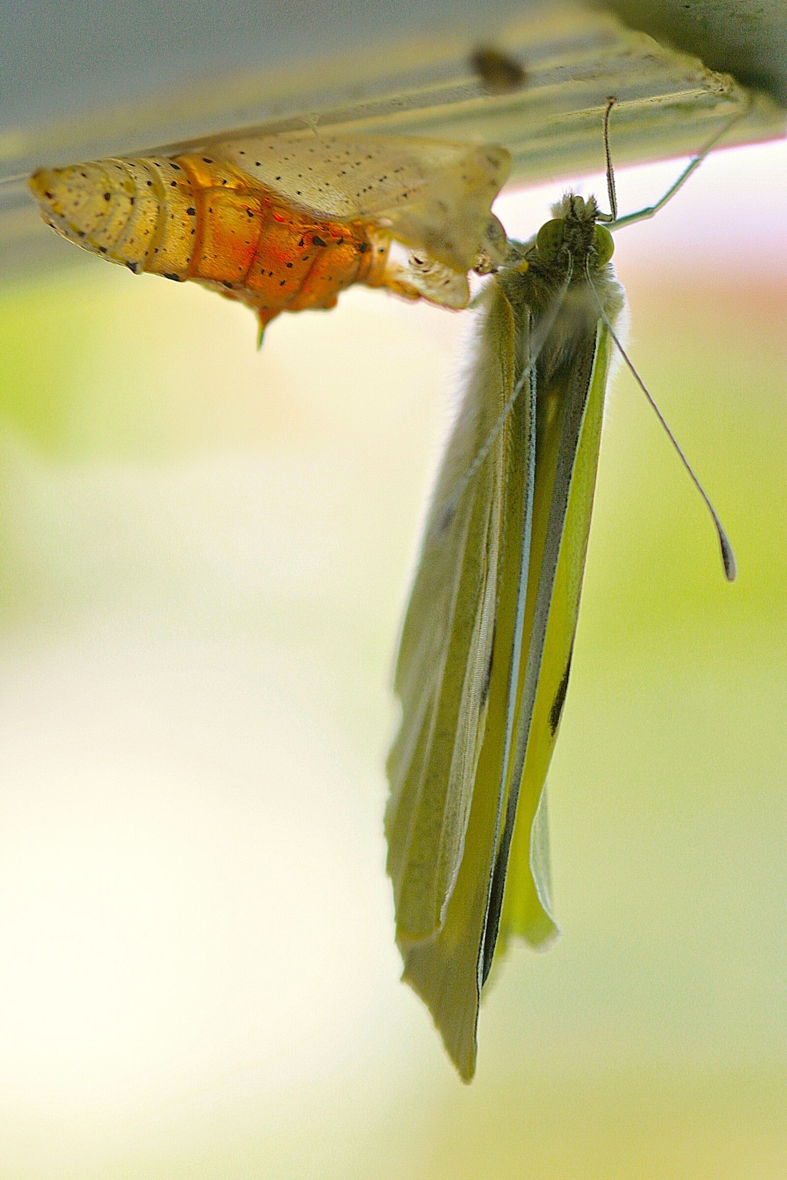 Canon EOS 400D (EOS Digital Rebel XTi / EOS Kiss Digital X) sample photo. Butterfly, chrysalis, nature photography