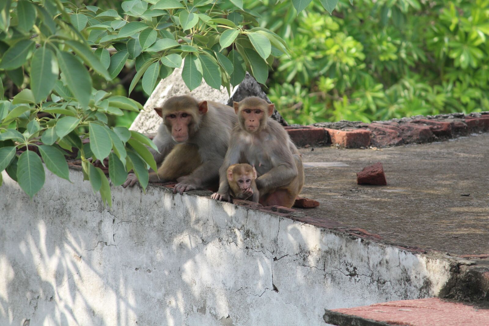 Canon EOS 1300D (EOS Rebel T6 / EOS Kiss X80) sample photo. Monkey, wildlife, wild photography