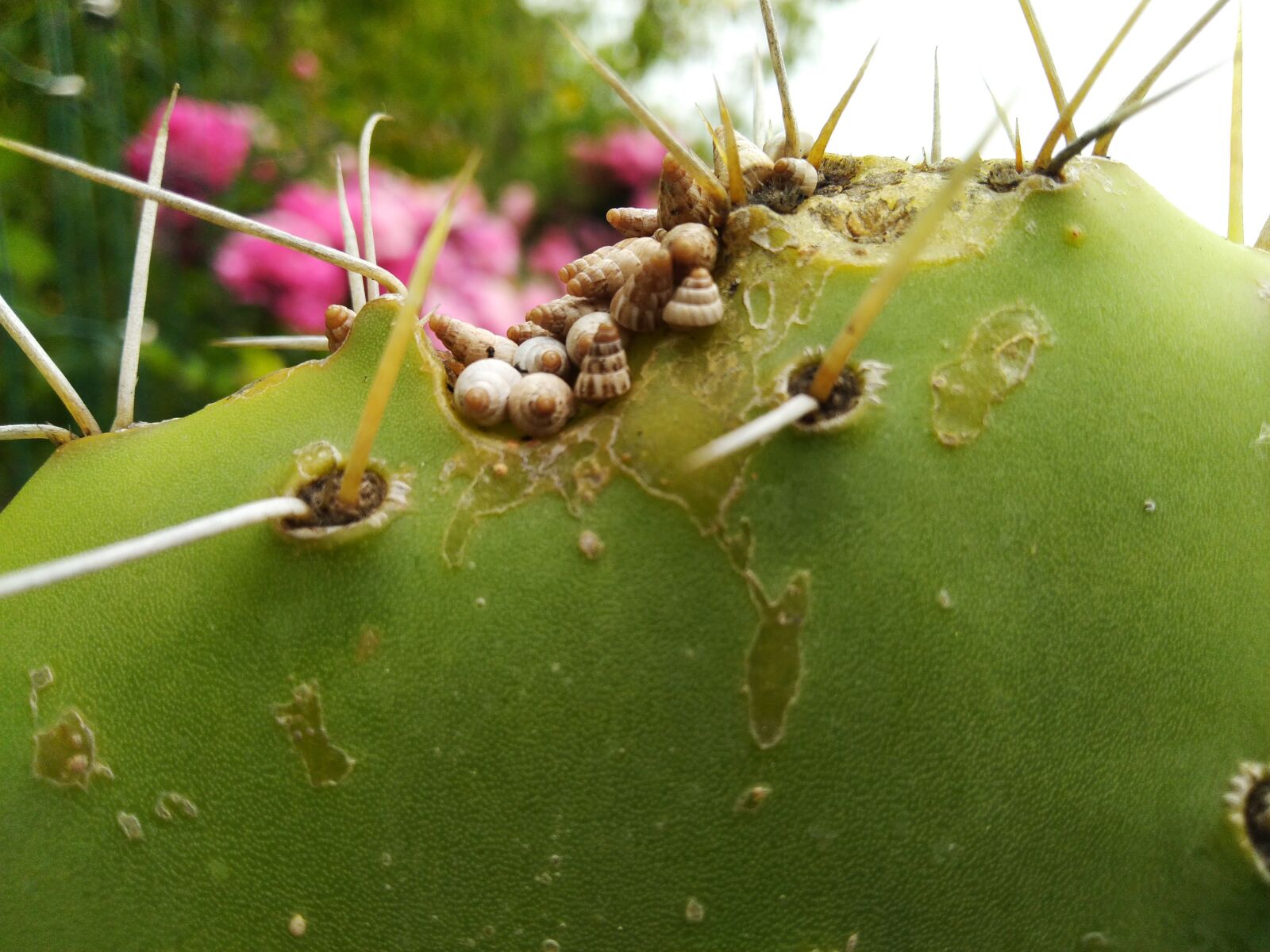 ASUS ZenFone Max Pro M1 (ZB602KL) (WW) / Max Pro M1 (ZB601KL) (IN) sample photo. Baby snail, cactus, agave photography