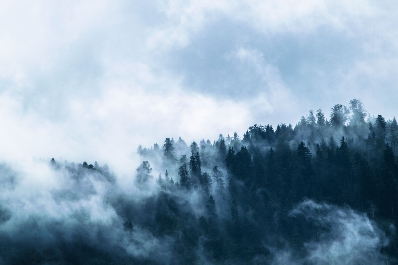 Nikon D5300 sample photo. Fog, forest, dark photography