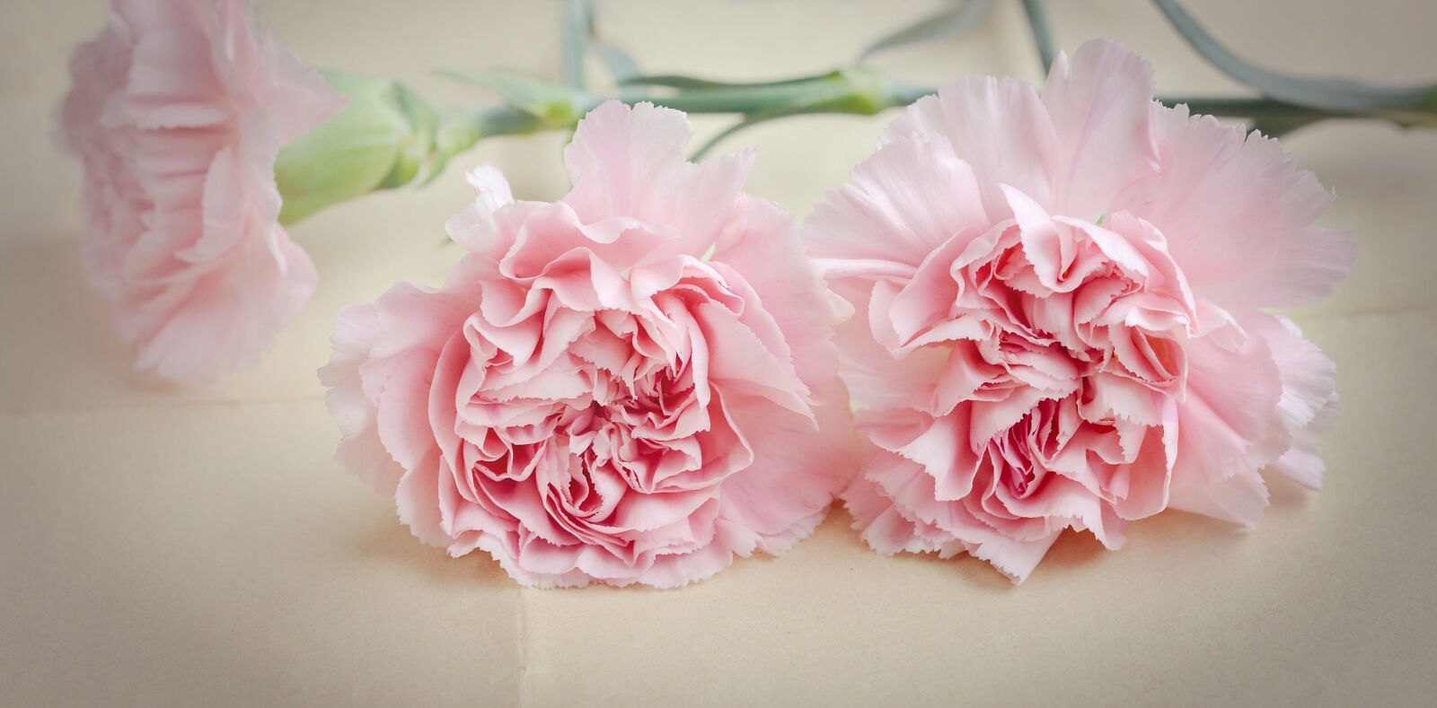 Nikon D7100 sample photo. Cloves, flowers, pink photography