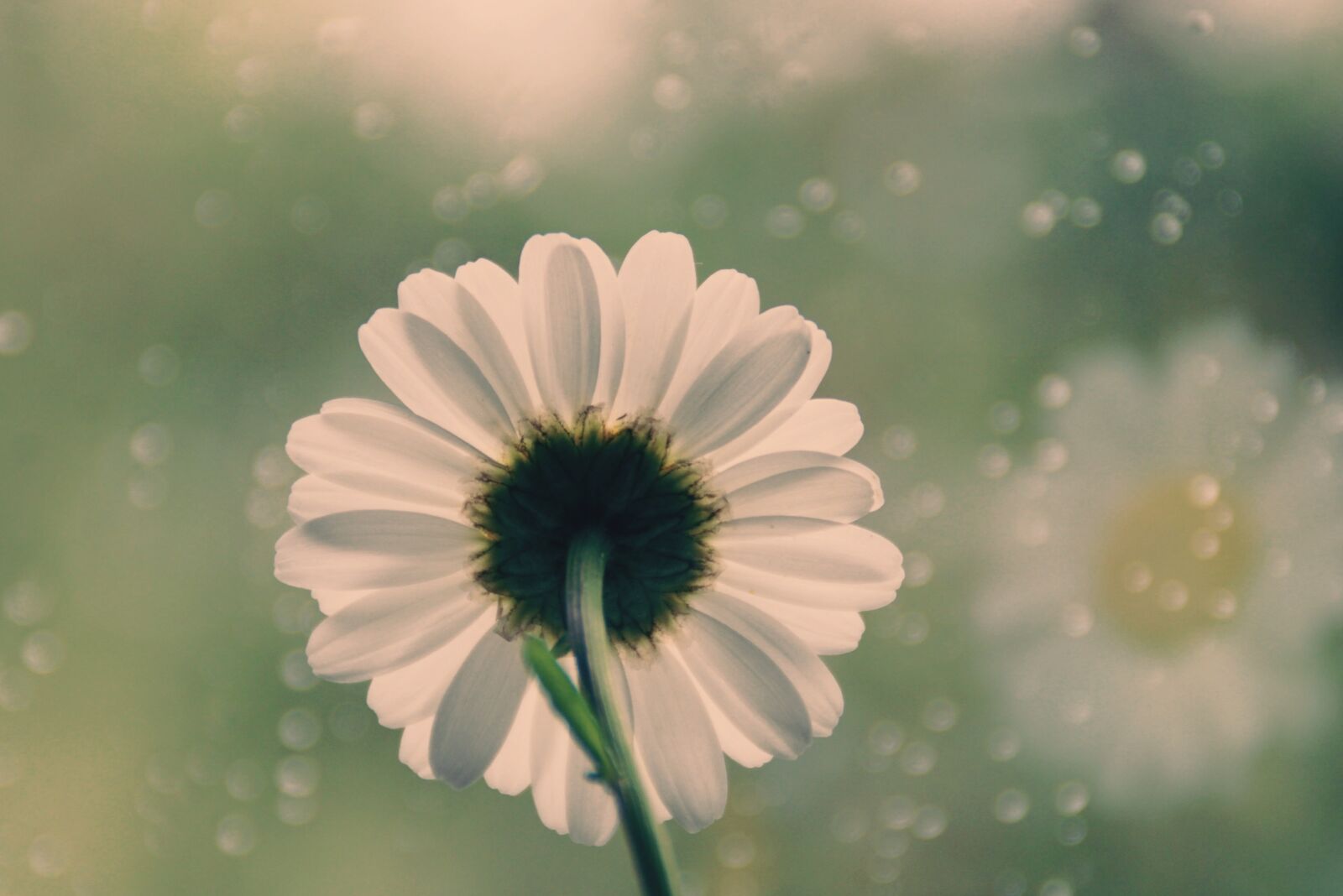 Canon EOS 2000D (EOS Rebel T7 / EOS Kiss X90 / EOS 1500D) sample photo. Flower, marguerite, rain photography