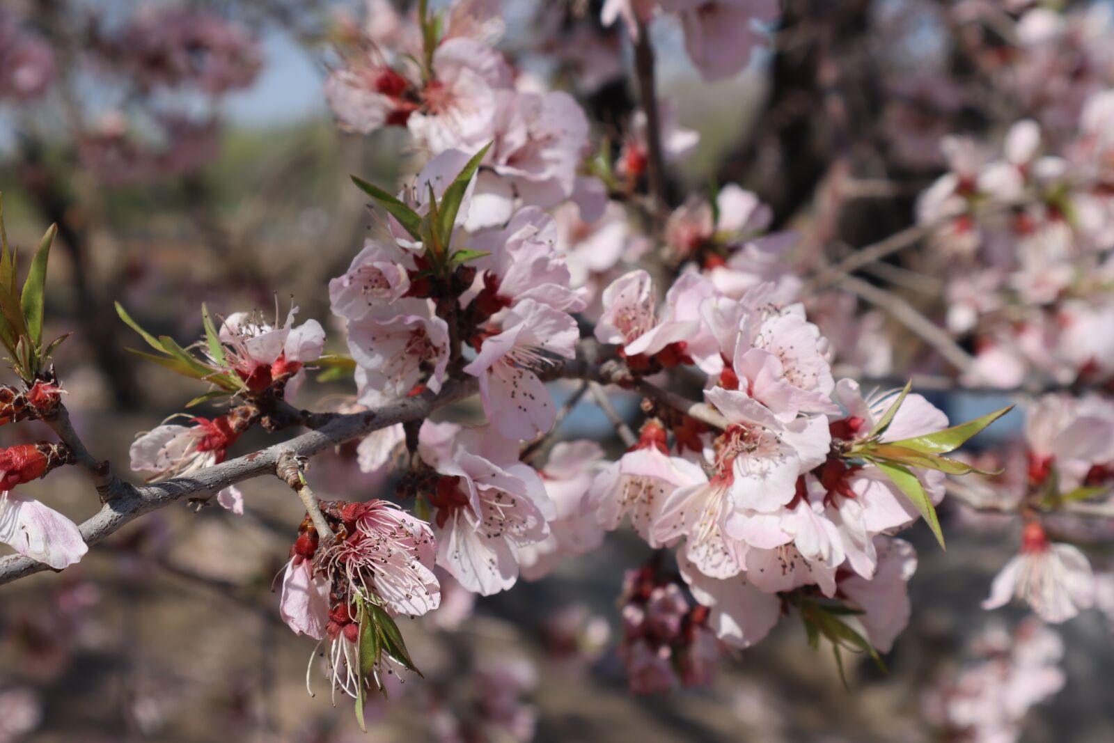 Canon EOS M6 Mark II sample photo. Cherry blossom, spring, flower photography