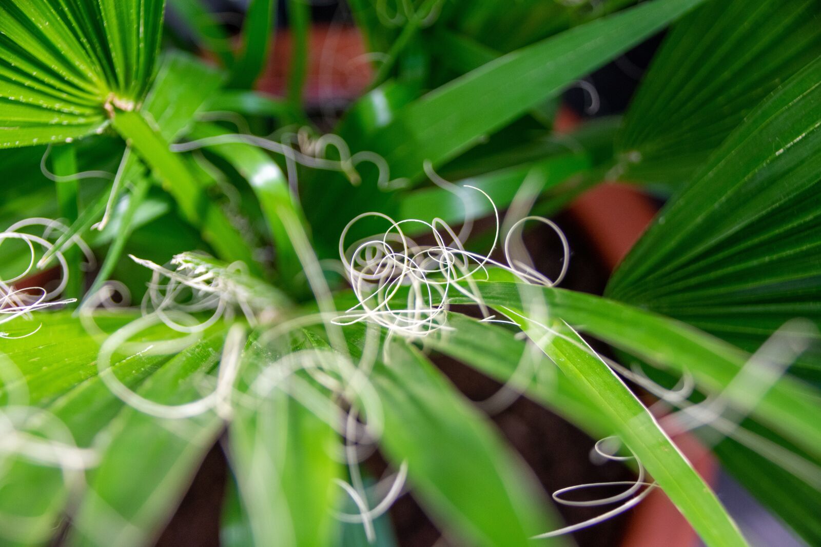 Nikon D3400 sample photo. Palm, plant, leaf photography