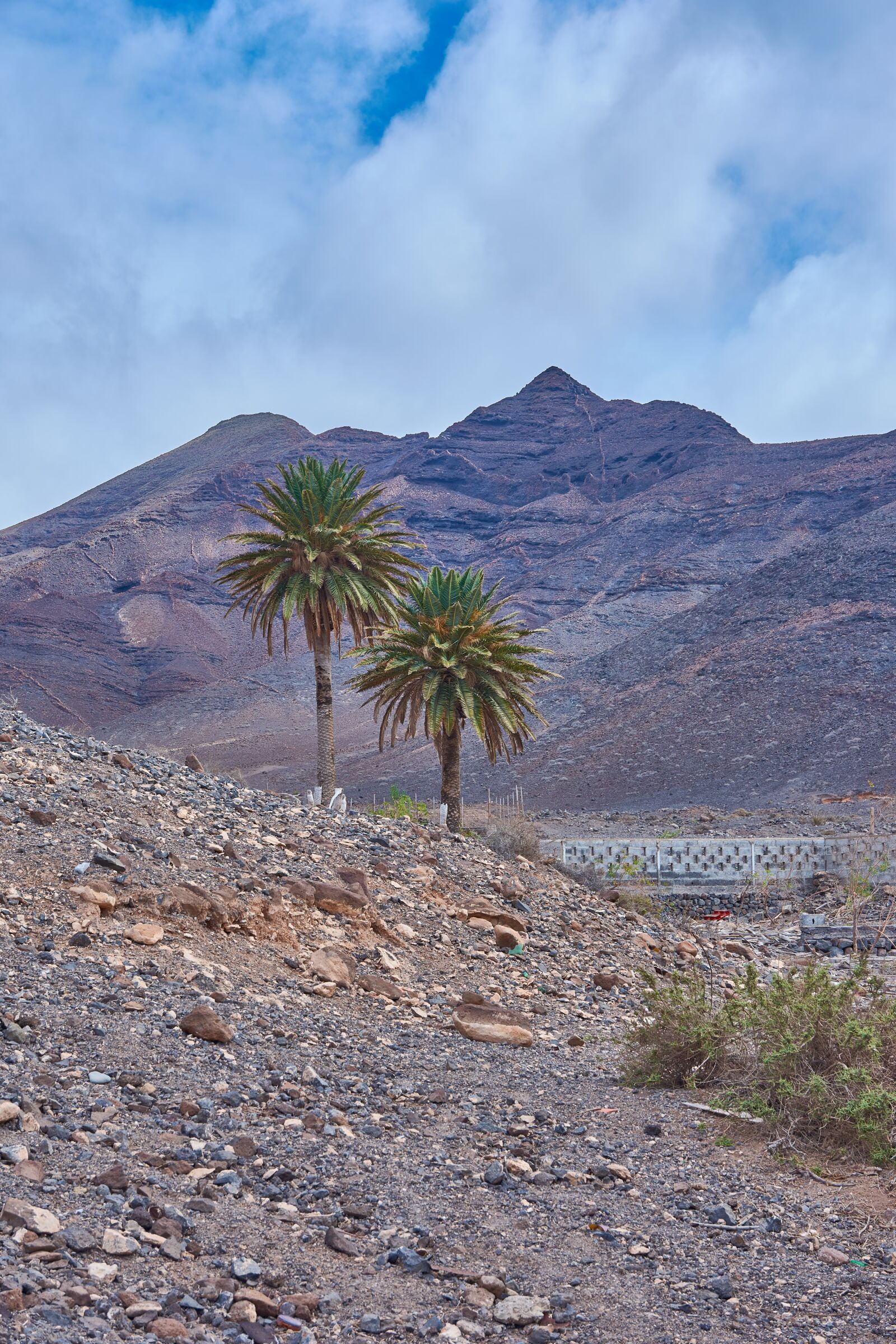Nikon D7200 sample photo. Palm, oasis, desert photography