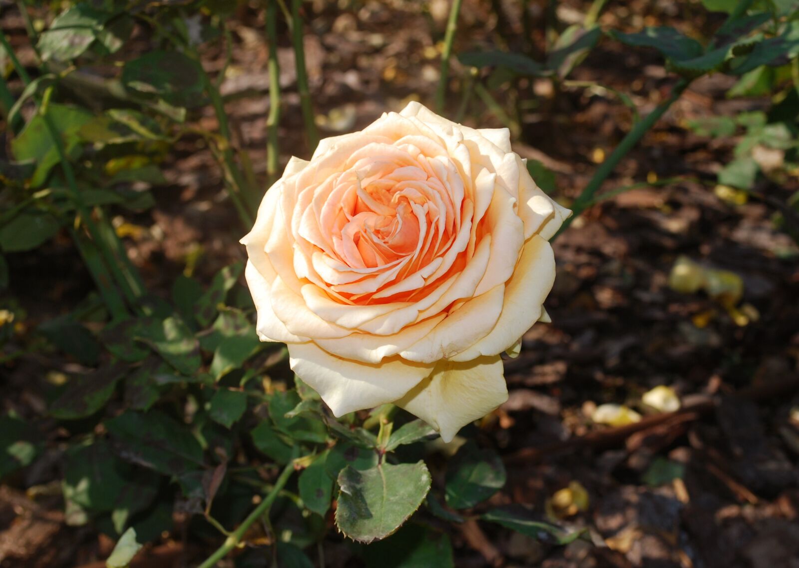 Nikon D60 sample photo. Rose, flower, flowers photography