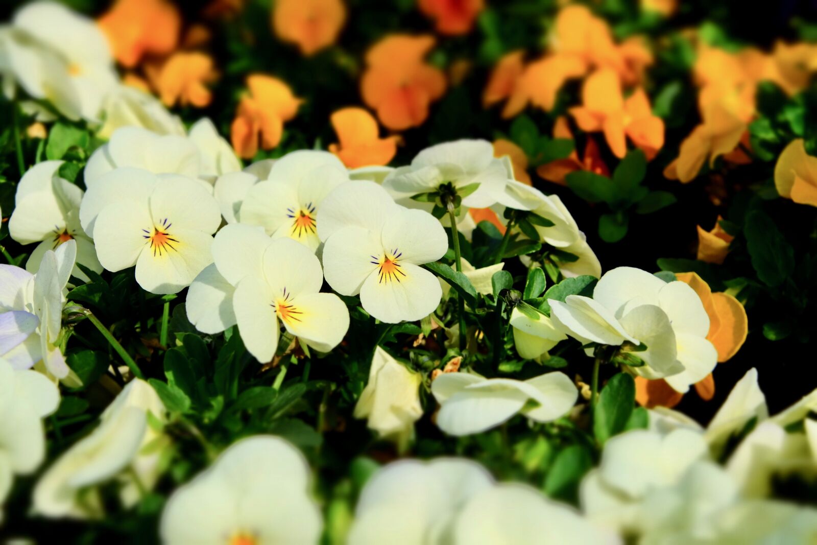 Fujifilm X-T10 sample photo. Pansy, spring, flower photography