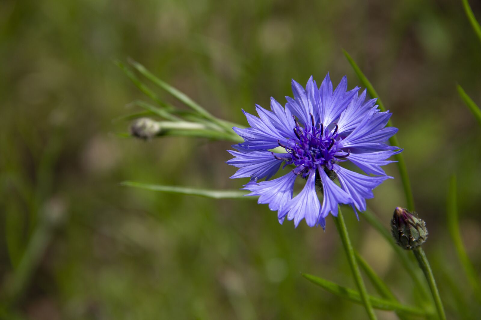 Canon EOS 600D (Rebel EOS T3i / EOS Kiss X5) sample photo. Cornflower, flower, blue photography