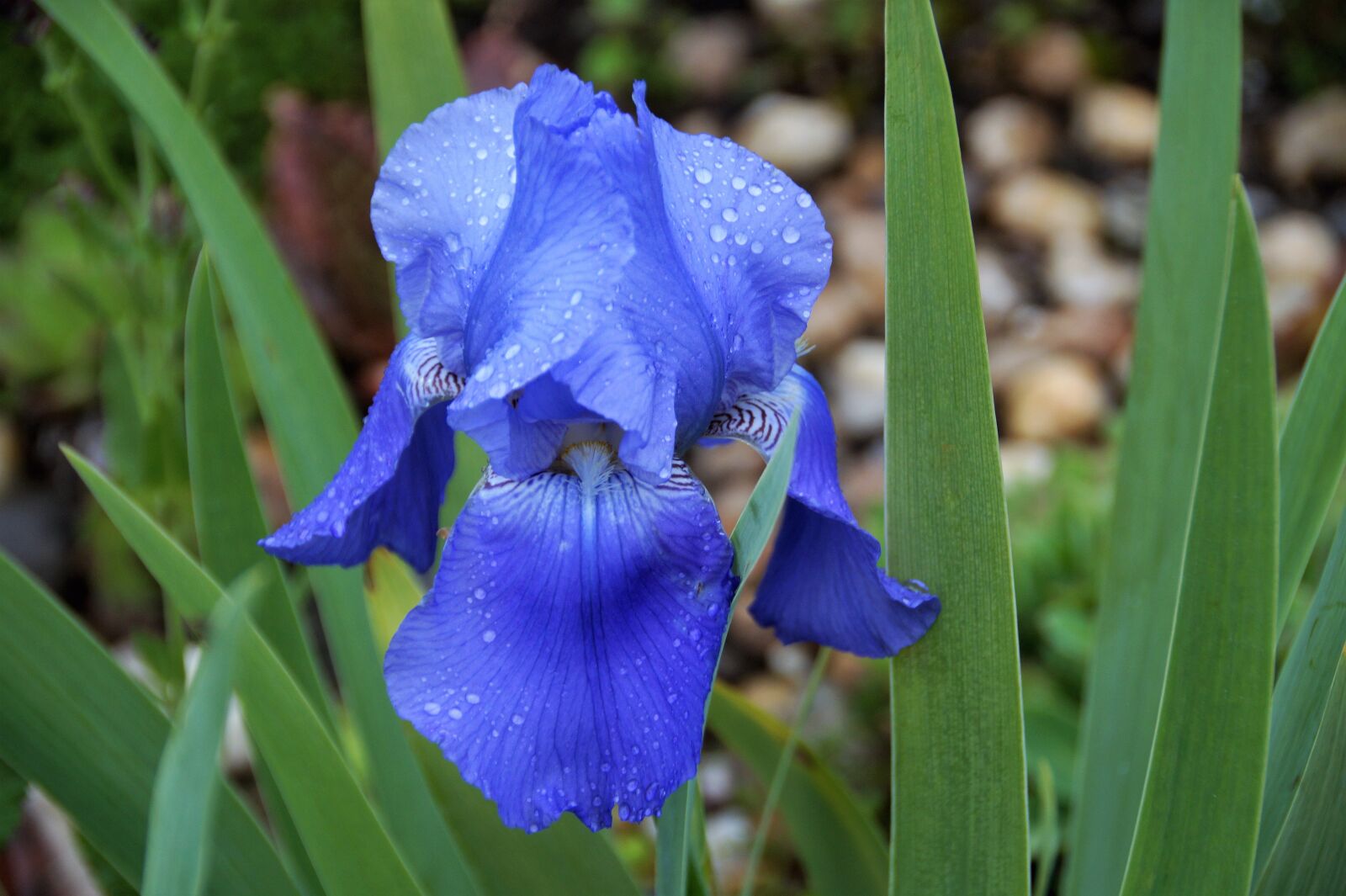 Sony SLT-A58 sample photo. Iris, blue, flower photography