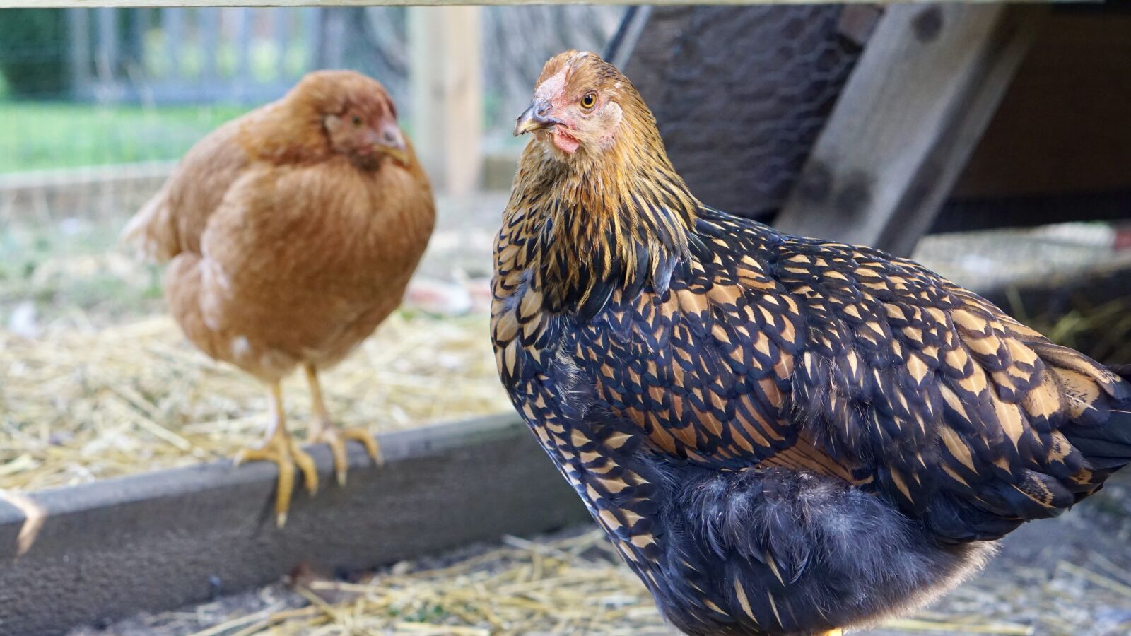 E 50mm F1.8 OSS sample photo. Chickens, farm, barn photography