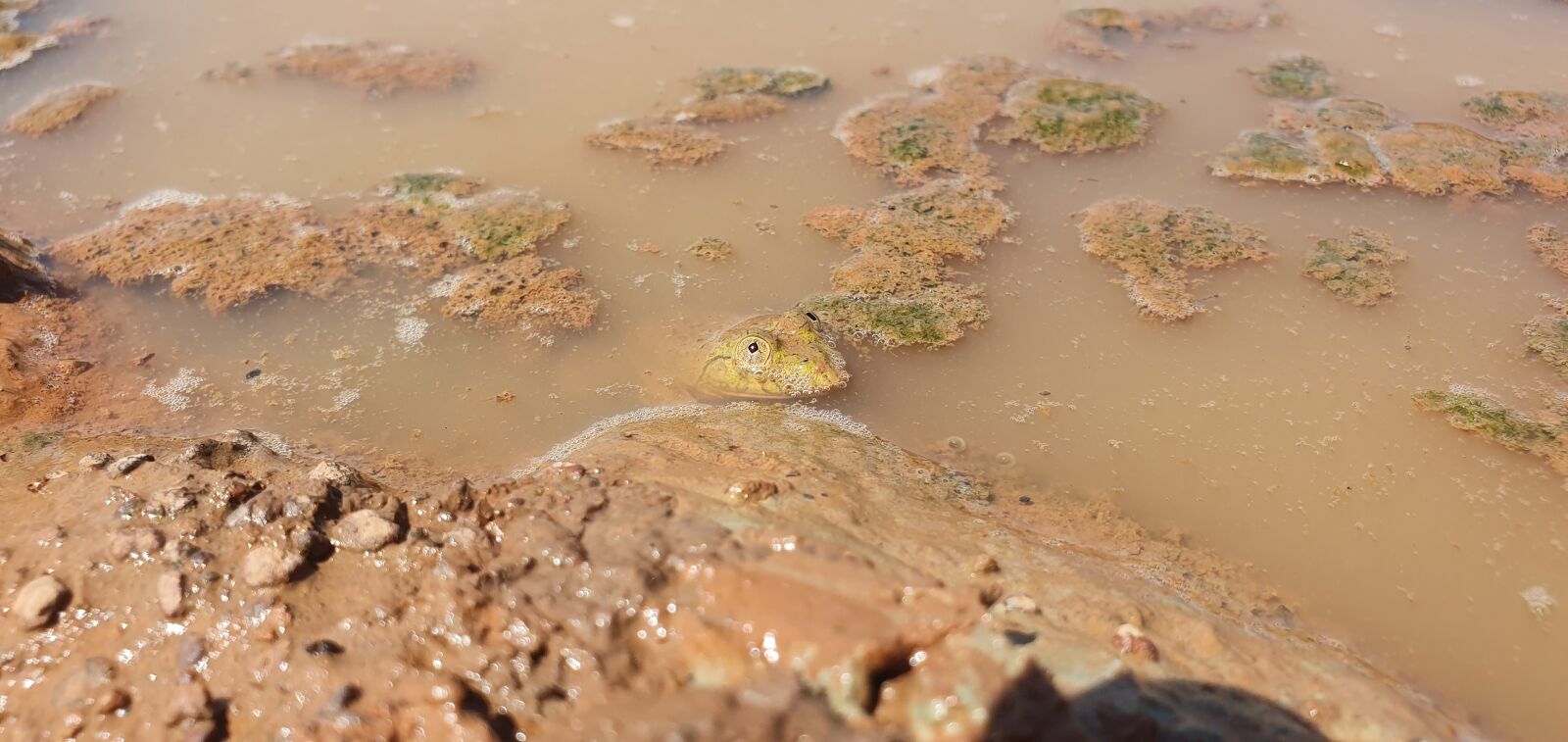 Samsung Galaxy S10 sample photo. Frog, water, pond photography