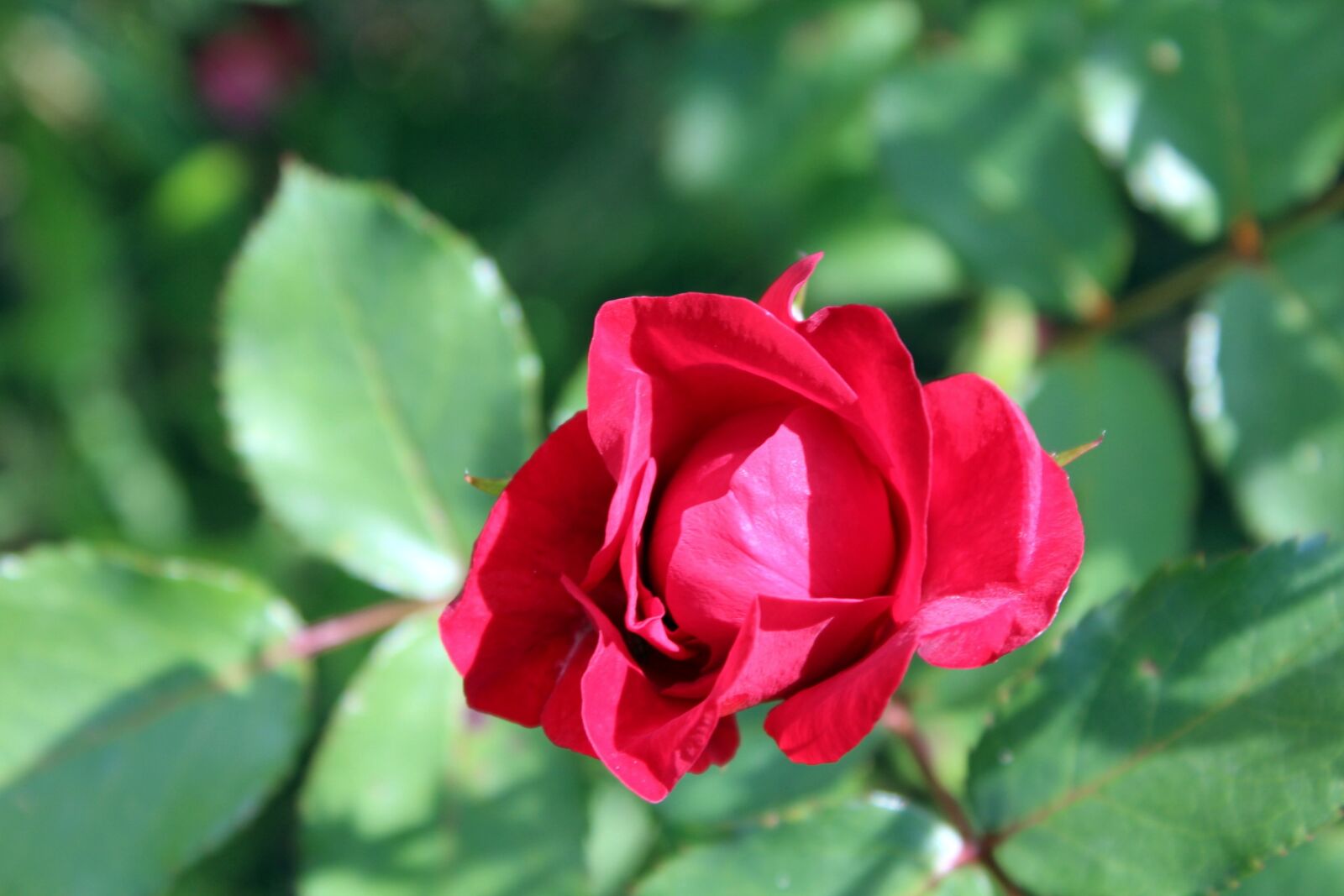 Canon EOS 1200D (EOS Rebel T5 / EOS Kiss X70 / EOS Hi) sample photo. Rose, flower, red photography