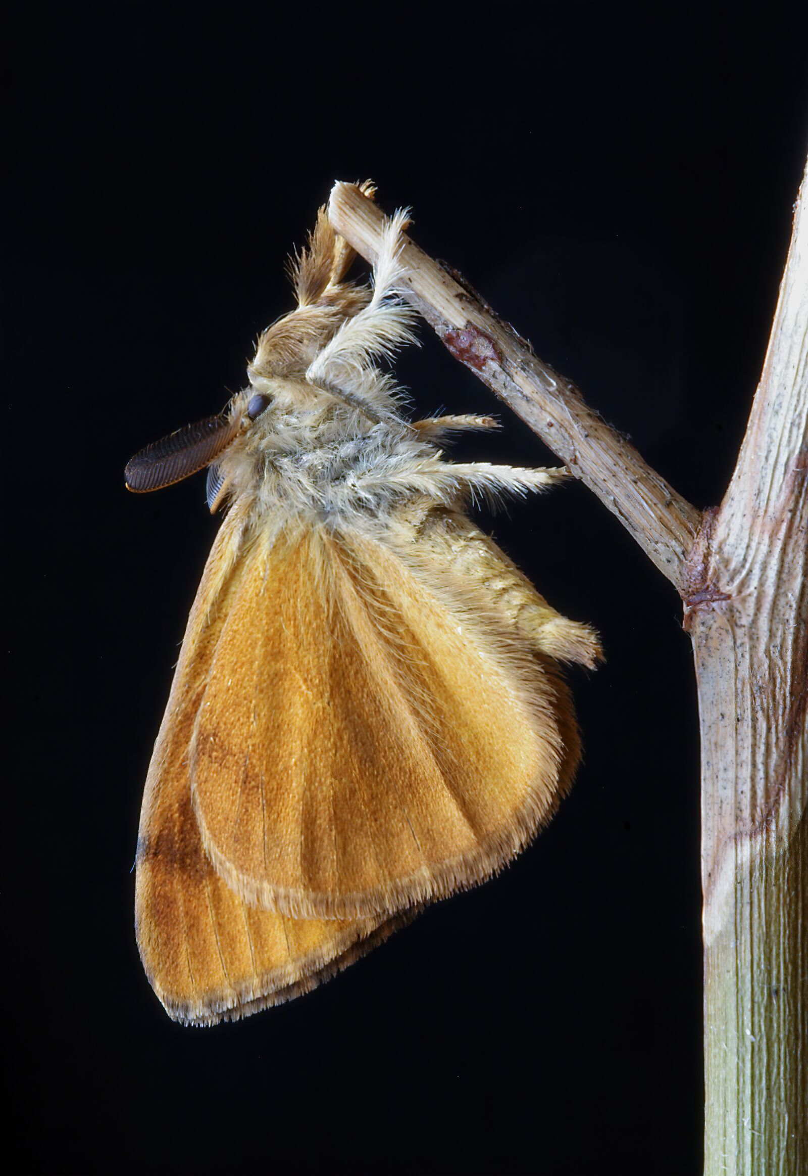 Canon EOS 350D (EOS Digital Rebel XT / EOS Kiss Digital N) sample photo. Moth, vapourer, wings photography