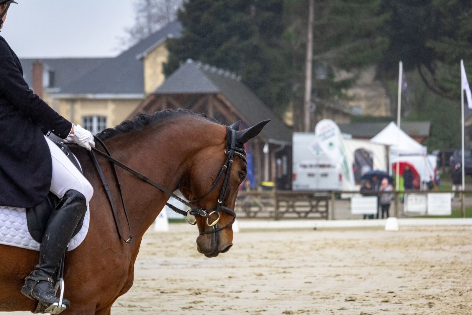 Canon EF-S 55-250mm F4-5.6 IS STM sample photo. Horse, horses, dressage photography