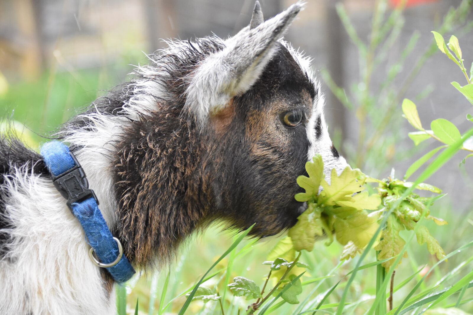 Nikon D5600 sample photo. Goat, mammal, ruminant photography