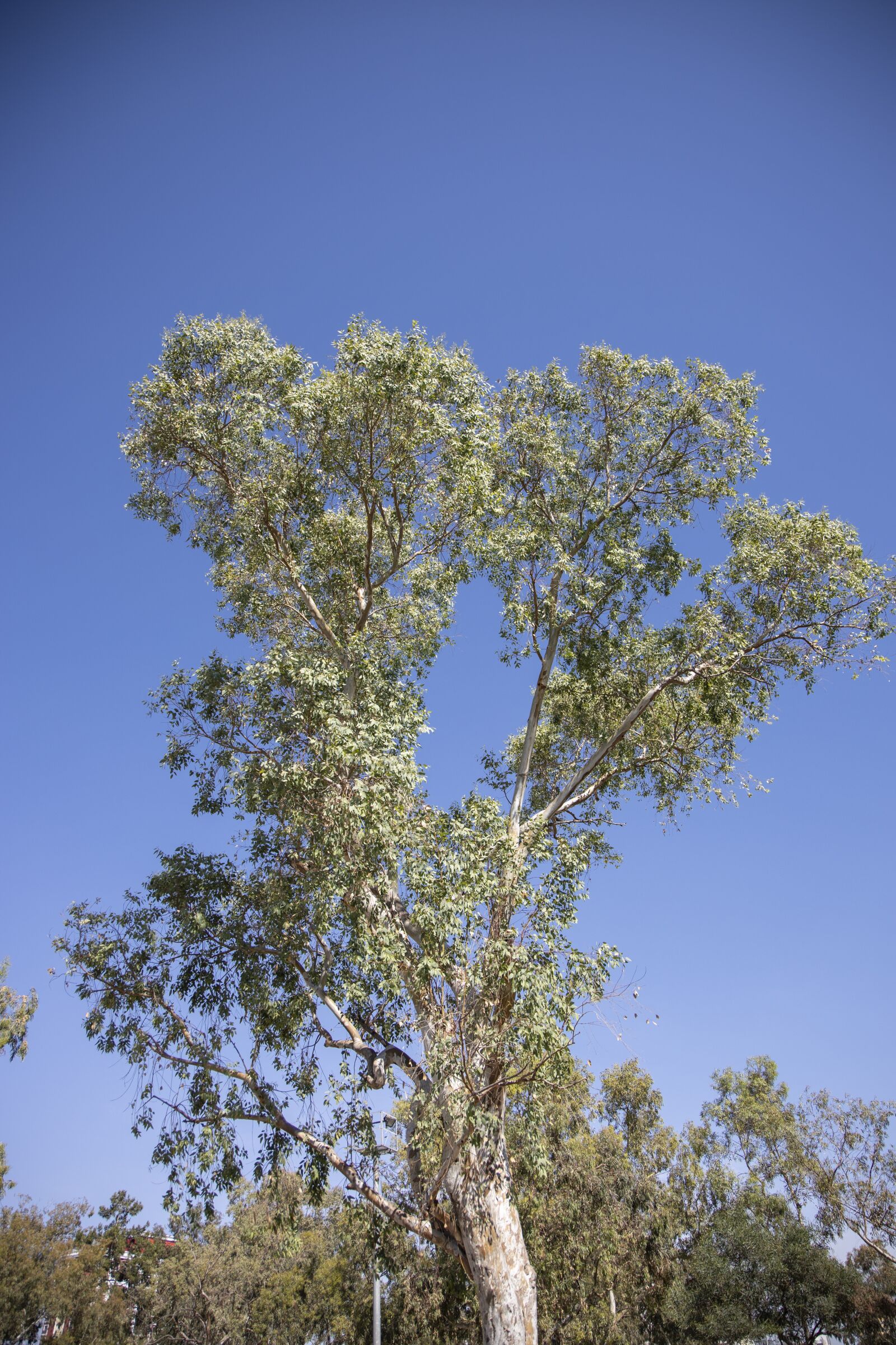 Canon RF 24-105mm F4L IS USM sample photo. Tree, nature, branch photography