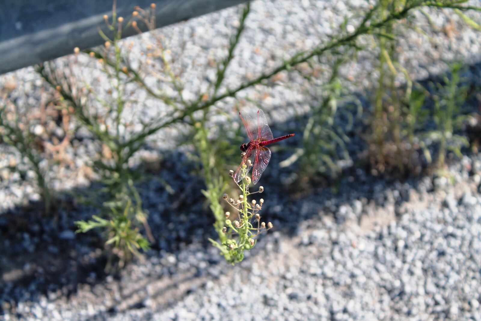 Canon EOS 1100D (EOS Rebel T3 / EOS Kiss X50) sample photo. Insect, nature, bumblebee photography